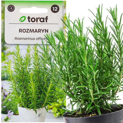Z3028 ROZMARÝN AROMATICKÁ BYLINA SEMENA TRVALKA 0,1G