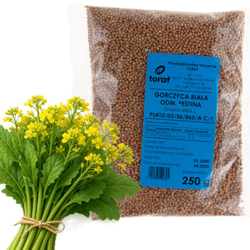 Z9725 BÍLÁ HOŘČICE PRO MEZIPLODINY FESTINA 250G