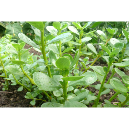 W1768 PORTULAKA WARZYWNA NASIONA 1G TORAF SMACZNA ZROWA SUPERFOOD OMEGA-3