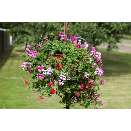 Hanging Geranium Speedy Mix, Pelargonium peltatum F2 hybrids, 10 seeds