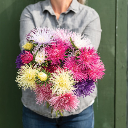 R0425 NEEDLE ASTER TALL MIX COLOR 1 GR SAMEN SCHNITTBLUMEN UND BLUMENBEETE