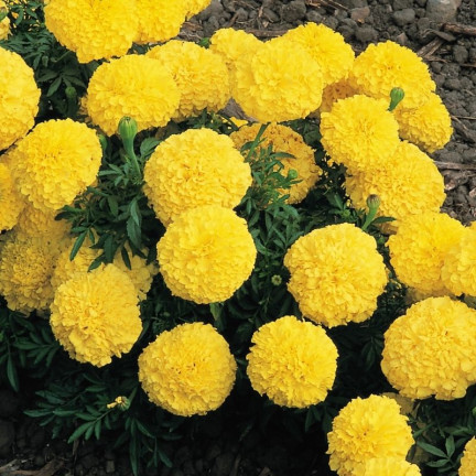 Large-flowered Tagetes 'Moonlight', Tagetes flower seeds, edible flowers, 1 g