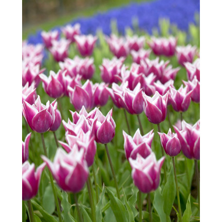 CEB2 LILA TULPE CLAUDIA BLUMENZWIEBEL 50 STÜCK.