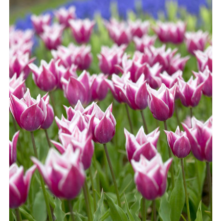 CEB2 LILA TULPE CLAUDIA BLUMENZWIEBEL 50 STÜCK.
