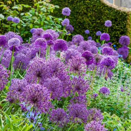CEB23 CEBULKI KWIATÓW PURPLE RAIN CZOSNEK OZDOBNY