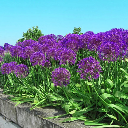 CEB23 CEBULKI KWIATÓW PURPLE RAIN CZOSNEK OZDOBNY
