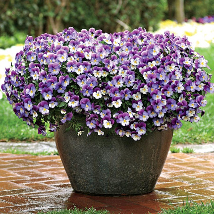 R9985 HORNVIOLETT DREIFARBIG JOHNY JUMP UP 0.3G SAMEN