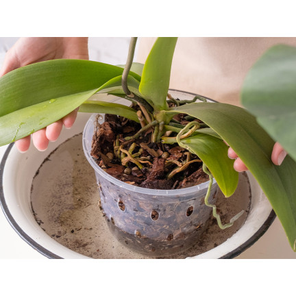 BIO8 NATÜRLICHES ORCHIDEENZUCHTMEDIUM 3L BIOVITA
