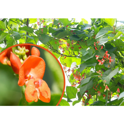 R2096 ORNATIVE FASOLA MIX SAMEN EIN JAHR ALT FÜR WÄNDE ALTAN TARAS 6SZT.