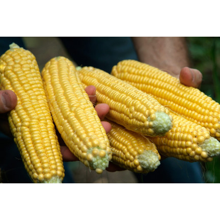 W1097 SEMÍNKA KUKUŘICE CANDY CORN GOLDEN BANTAM ORIGINAL SWEET 20G