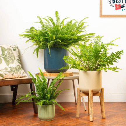 Zemina pro kapradiny, rostlinný substrát obohacený hnojivem, optimální složení, dobré proudění vzduchu, Biovita 5l