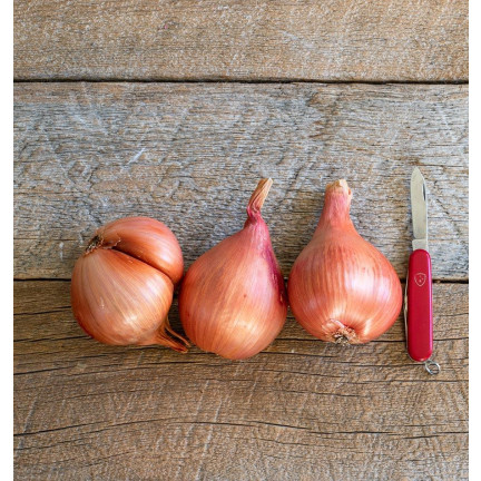 Shallots (Conservor F1), Allium cepa L., onion seeds, 20 pcs.