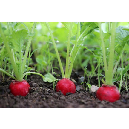 W1194 RADIESCHENSAMEN CARMEN ROT FRÜH MILD NICHT GESCHÄLT 10G