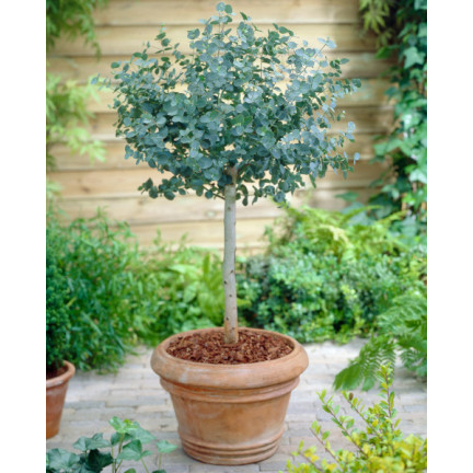 R6083 Toraf 10pcs Eukalyptus richtige Samen Immergrüner Baum Ätherische Öle Sträuße
