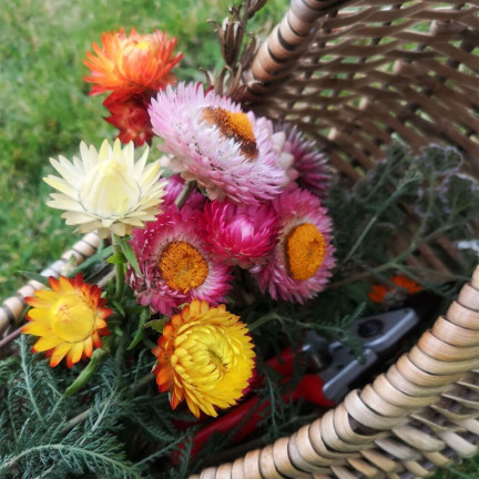 R0715 GARTEN GEISSBLATT MIX 0.5G GEISSBLATT SAMEN