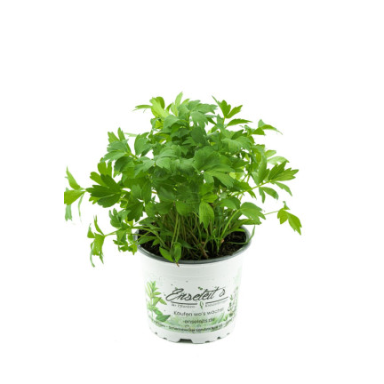Z3017 LIEBSTÖCKEL GARTEN KRÄUTER SAMEN MEHRJÄHRIGE GEWÜRZ AROMATISCH MAGI 1G