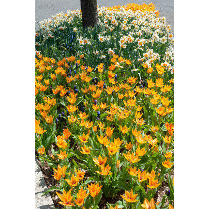 CEB5 TULIP PRAESTANS SHOGUN BLUMENZWIEBEL 50 STÜCK.