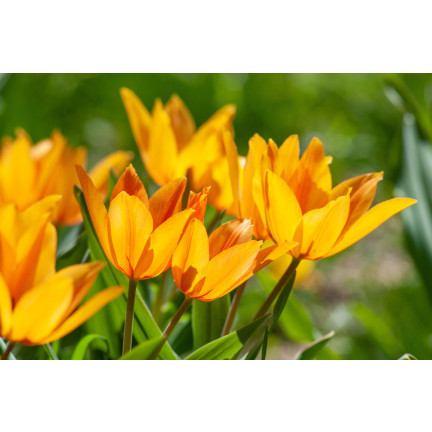 CEB5 TULIP PRAESTANS SHOGUN BLUMENZWIEBEL 50 STÜCK.
