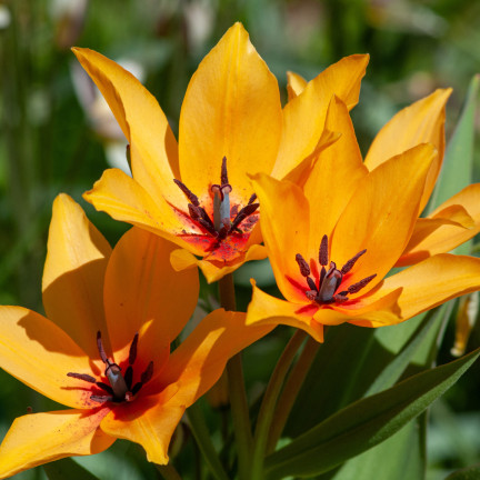 CEB5 TULIP PRAESTANS SHOGUN BLUMENZWIEBEL 50 STÜCK.