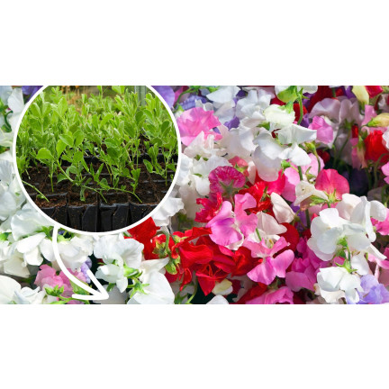 R2116 GROSZEK PACHNĄCY NASIONA MIX 3G JEDNOROCZNA PNĄCA PASTELOWE KOLORY