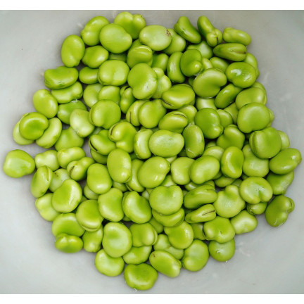 W1006 SEMENA WINDSORSKÝ BÍLÝ BOB STŘEDNĚ RANÝ VELMI PLODNÝ 50G