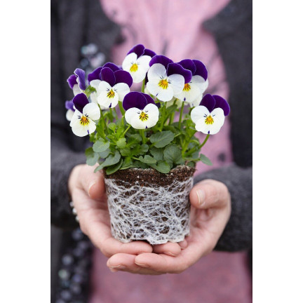 R9985 HORNVIOLETT DREIFARBIG JOHNY JUMP UP 0.3G SAMEN