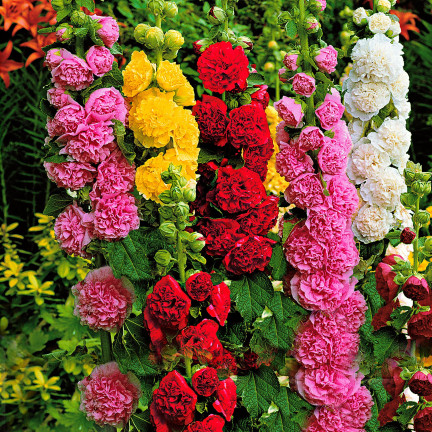 R2825 GARTENMALVE VOLLMISCHUNG 1G MALVENSAMEN