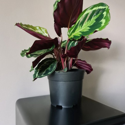 TG72941 VÝROBNÍ KVĚTINÁČ P24 7,5L KULATÝ KVĚTINÁČ S OKRAJEM 24X24CM