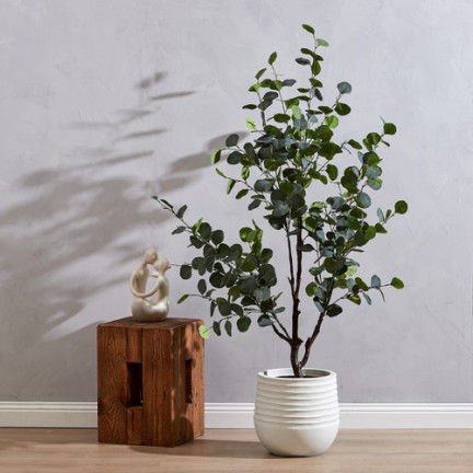 R6083 Toraf 10pcs Eukalyptus richtige Samen Immergrüner Baum Ätherische Öle Sträuße