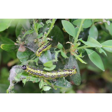 SUM31 Lepinox Plus Insektizid Bekämpft Buchsbaumzünsler-Raupen Sumin 5 g