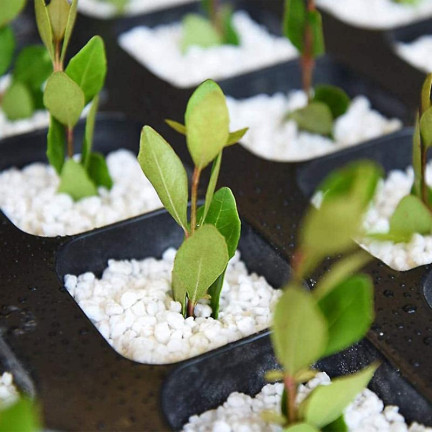 BIO2 BIOVITA GARTENBAU-PERLIT 10L NATÜRLICHER BODENVERBESSERER BODENZUSATZ