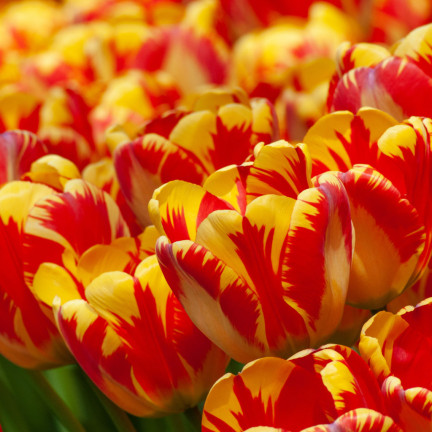 CEB1 TULIP BANJA LUKA BLUMENZWIEBELN 50 STÜCK.