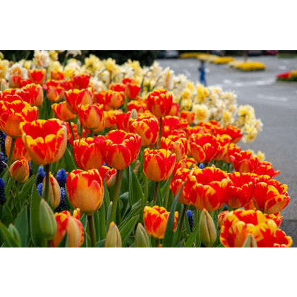 CEB1 TULIP BANJA LUKA BLUMENZWIEBELN 50 STÜCK.