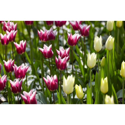 CEB2 LILA TULPE CLAUDIA BLUMENZWIEBEL 50 STÜCK.