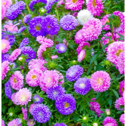 R2046 ASTER PEONIOWY WYSOKI MIX PEŁNE RÓŻNOBARWNE KWATY JEDNOROCZNE 1G