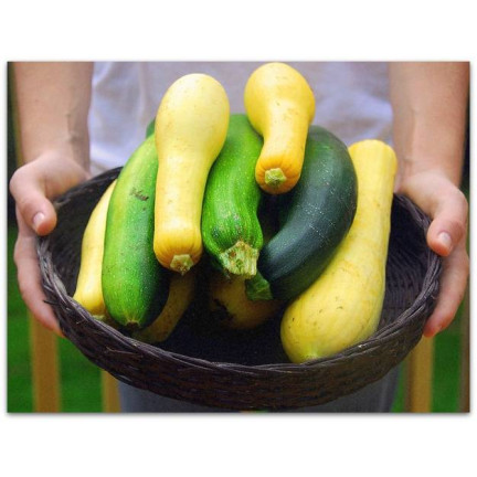 W1261 CUKINIA MIX ODMIAN CUCURBITA RÓŻNE KOLORY KSZTAŁT KWIATY 3G