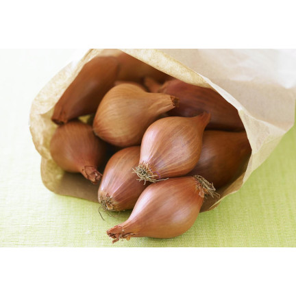 Shallots (Conservor F1), Allium cepa L., onion seeds, 20 pcs.