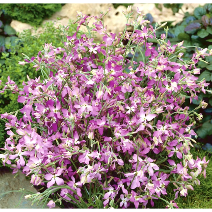 R0555 DVOUSETLETÁ OKRASNÁ ROSTLINA VOŇAVÉ SEMENO 3G