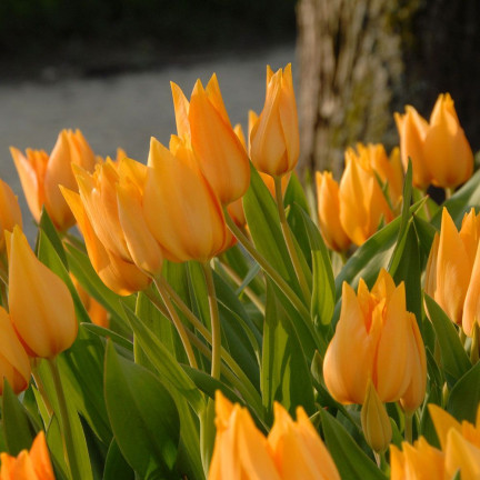 CEB5 TULIP PRAESTANS SHOGUN BLUMENZWIEBEL 50 STÜCK.