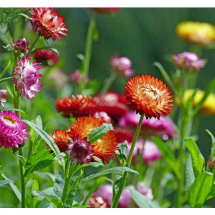 R0715 GARTEN GEISSBLATT MIX 0.5G GEISSBLATT SAMEN