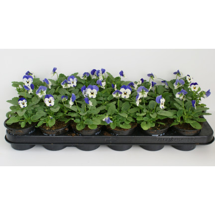 R9985 HORNVIOLETT DREIFARBIG JOHNY JUMP UP 0.3G SAMEN