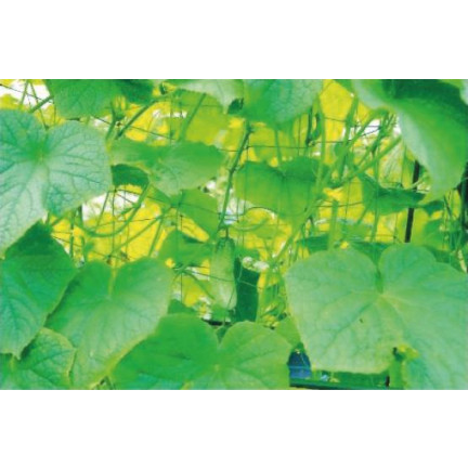 TG67377 trellis for climbing plants, 90x180cm, cucumber ladder