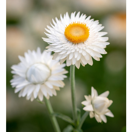 R4126 Weiße Decke Garten Blumen Samen Toraf 0.5g