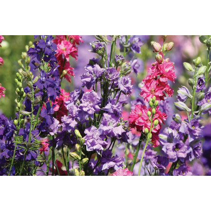 R2801 ZAHRADNÍ CESMÍNA PLNÁ SMĚS LETNÍ KVĚTY CESMÍNY 1G SEMEN