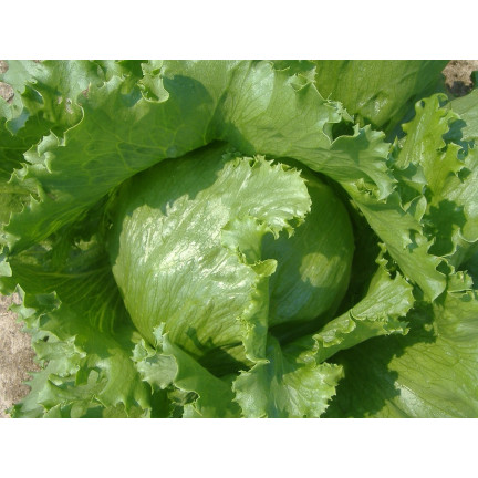 W1212 KNACKIGER EISBERGSALAT KÖNIGIN DES SOMMERS FRÜHGEMÜSESALAT SAMEN 1G