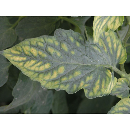 SUM41 Help Plant MG Hořčík na choroby rostlin 20 g Sumin
