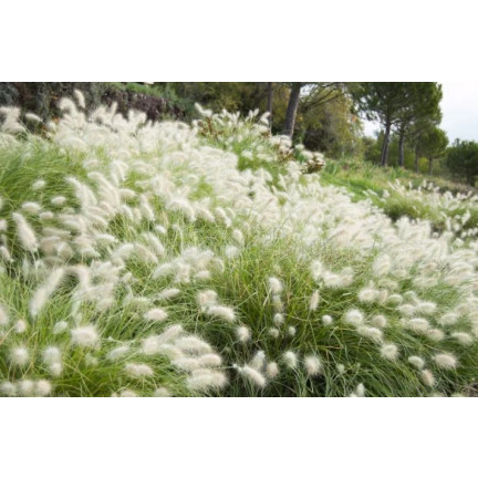 R2251 Pennisetum villosum (hairy pennisetum) – annual, feathery clumps, 12 plants
