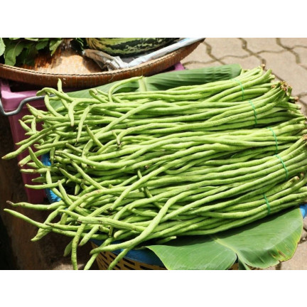 W1060 Chinese stringless green beans, tasty long pods, 5g