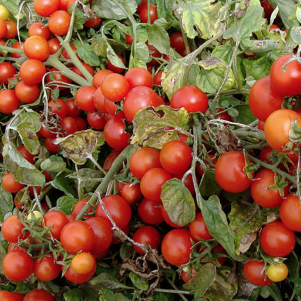 W5222 KIRSCHTOMATEN BAJAJA 0.3G TOMATENSAMEN KIRSCHTOMATEN FÜR DEN BALKON