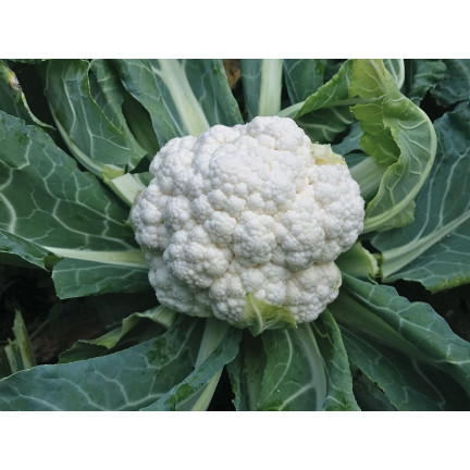 W1070 Blumenkohl BORA SEEDS VERY EARLY VARIETIES widerstandsfähig schmackhaft 1G